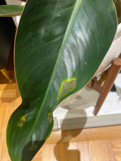 Philodendron Rojo Congo spots on leaves