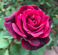 ROSE　ご確認ページ 2020 Color Thread: RED Roses