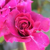 Cheri Strempel's photo