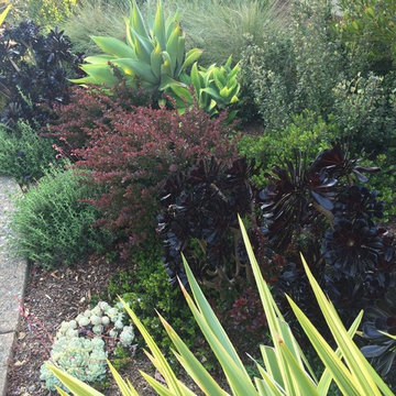 San Rafael Hillside renovation
