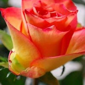 Lisa Stinson's photo