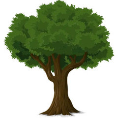 Washington Tree Services