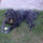 carol_tollefsrud
