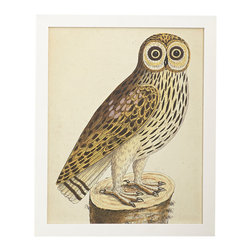 ALBIN BIRD ENGRAVING - Prints And Posters