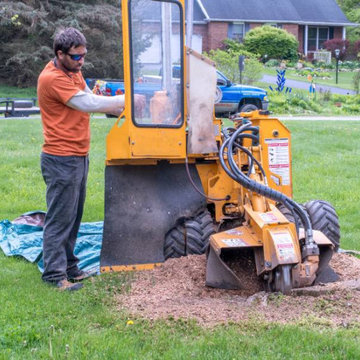 San Diego Tree Removal Services