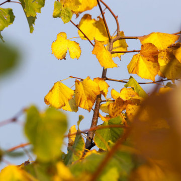 What Does Yellow Tree Leaves In The Summer Mean?