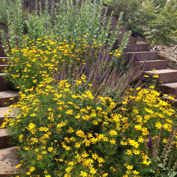 Plant Combinations