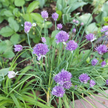 Herb Garden