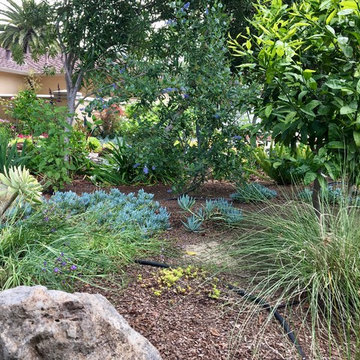 Saratoga - Lawn replacement & reduction