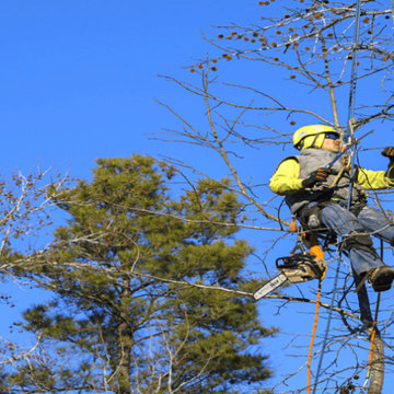 Tree Removal Services Virginia Beach