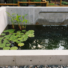 water garden