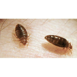 Complete Pest Control Services - Products