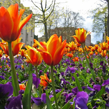 Landscape Designs