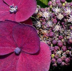 cheese grater stoned in the image of the pink hydrangea (rhodonite and  bloodstone)