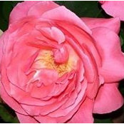 Barbara DeLong's photo