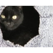 Lisa Bongiovanni's photo
