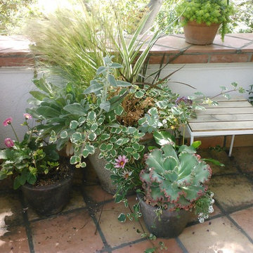 Patio Container Gardens