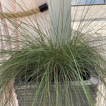 Easy care grasses pepper the space for texture.