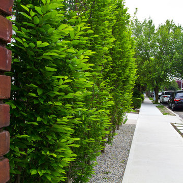 Brooklyn front garden