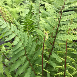 Current Featured Plants - Products