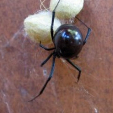 Best Pest Control Pittsburgh - Spectrum Pest Control (412) 532-1380 Best Pittsbu