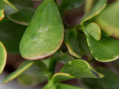 What is this on my Jade plant? | Houzz Forum
