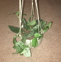 Silver Philodendron (scindapsus pictus) | Houzz Forum