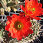 Tina Caraco's photo
