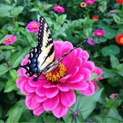 Foto von Brenda Coleson