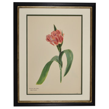Original Vintage Paris Botanical Tulip Flower Framed Print