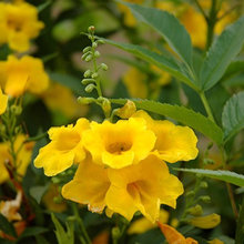plants I like