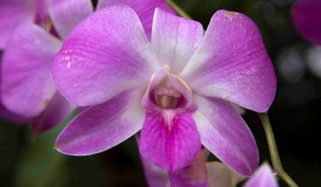 A Beginner's Guide to Growing Orchids at Home