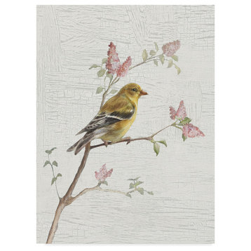 "Female Goldfinch Vintage" by Danhui Nai, Canvas Art, 32"x24"