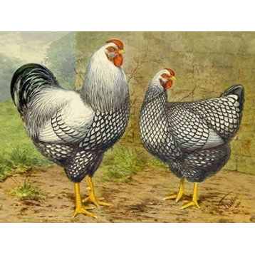 Chickens: Silver Laced Wyandottes Print