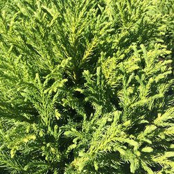 Current Featured Plants - Products