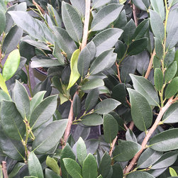 Current Featured Plants - Products