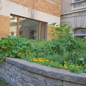 Vegetable Garden