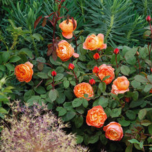 Flora