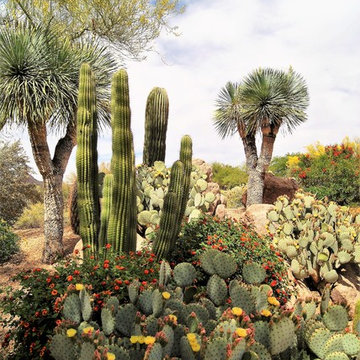 Desert Landscapes