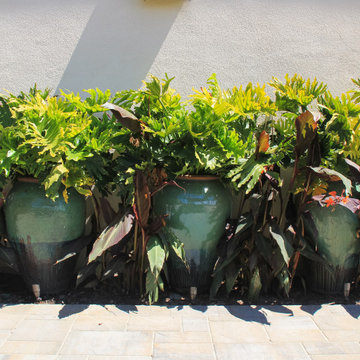 Riley Residence Carlsbad, CA by AAA Landscape Specialists, Inc. 760-295-1980