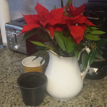 decorating with plants