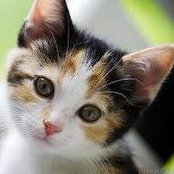 Daeker Cats foto