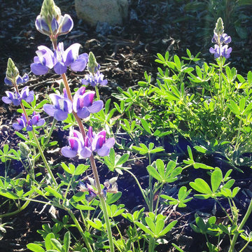 2016 Native Plant Garden Tour