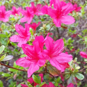 2014 Gardening Season