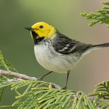 For the Birds