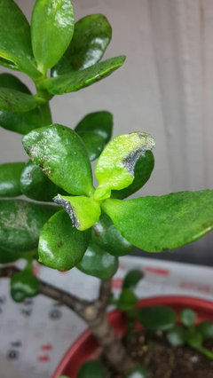 Why is my Jade plant's leaves deformed, spotty and shriveling? | Houzz Forum