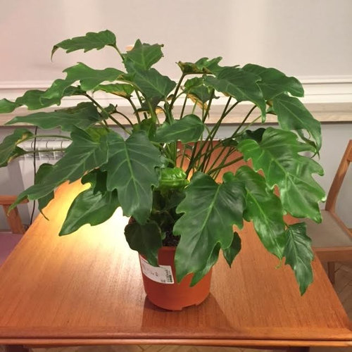 Philodendron Xanadu Advice