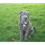 Hamilton Blue Sharpay's photo
