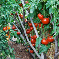 Redwood Branch Trellises - Products