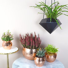 hanging plants